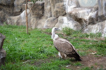 Griffon Vulture full length. Gyps fulvus. Big bird on a background of green grass. Portrait. Wildlife, Africa.