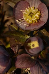 Wall Mural - Light burgundy hellebore closeup in spring