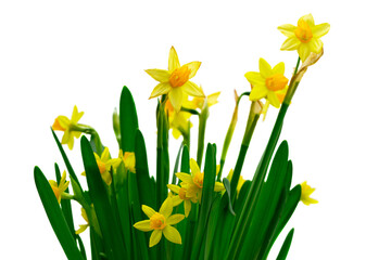 Poster - Yellow daffodil flowers