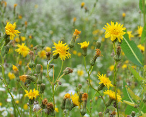 Sticker - It grows in nature yellow-field thistle (Sonchus arvensis).