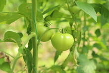 Unripe Green Tomatoes Between Leaves