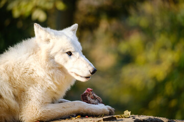 Wall Mural - arctic wolf, portrait, hungry, meat