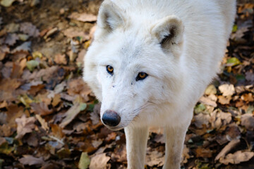 Wall Mural - arctic wolf, portrait, hungry, meat