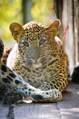 Wall Mural - leopard, big cat, fur