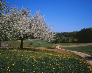 Canvas Print - Baum im Frühling