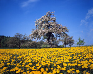 Poster - Baum im Frühling