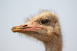 Common Ostrich, Kruger National Park