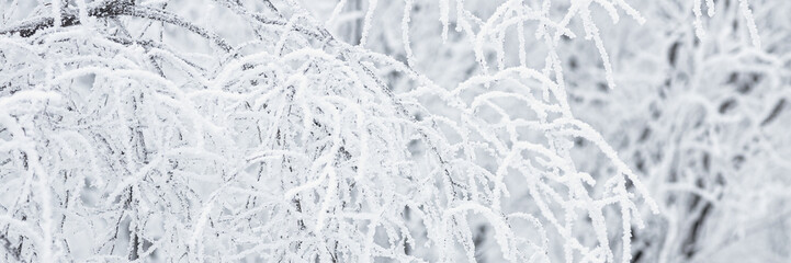  Snow and rime ice on the branches of bushes. Beautiful winter background with trees covered with hoarfrost. Plants in the park are covered with hoar frost. Cold snowy weather. Cool frosting texture.