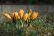 wiosenne kwiaty krokusy