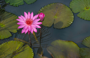 Lotus flowers floating with lily pads in pond