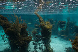 Fototapeta Do akwarium - A school of baitfish in the underwater forests of northern Norway, kelp in foreground