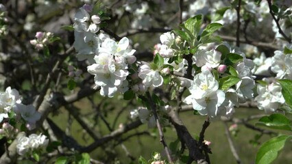 Wall Mural - White and pink Gravenstein apple blossoms on the tree with a light breeze blowing and the green of the orchard in the background.