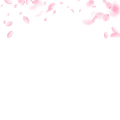 Wall Mural - Sakura petals falling down. Romantic pink flowers gradient. Flying petals on white square background. Love, romance concept. Alluring wedding invitation.