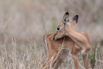 Wall Mural - Baby impala