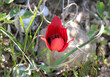 Mountain or Azhens tulip Tulipa agenensis