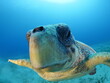 sea turtle underwater close up looking at camera caretta caretta mediterranean fauna blue water close up