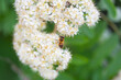 © галина шарапова - A bee on a blooming mountain ash