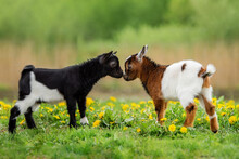 Two Little Baby Goats In Summer. Farm Animals.