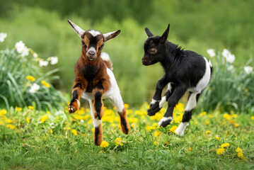 two little funny baby goats playing in the field with flowers. farm animals.