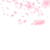 Fototapeta Sypialnia - Sakura petals falling down. Romantic pink flowers gradient. Flying petals on white square background. Love, romance concept. Delightful wedding invitation.