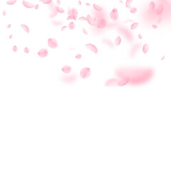 Wall Mural - Sakura petals falling down. Romantic pink flowers gradient. Flying petals on white square background. Love, romance concept. Delightful wedding invitation.