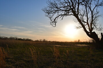 Wall Mural - Sunset Tree