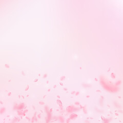 Wall Mural - Sakura petals falling down. Romantic pink flowers gradient. Flying petals on pink square background. Love, romance concept. Vibrant wedding invitation.