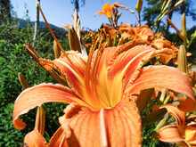 Summer Vibes: Close-up Of Orange Day Lilies In A Garden Outdoors