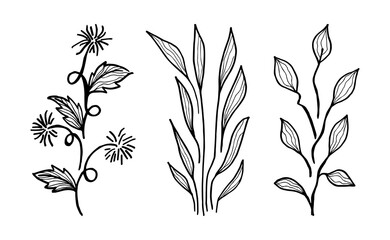 Wall Mural - Hand drawn vector design floral elements