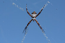 Silver Garden Spider (Argiope Argentata) Hanging On Its Web Against Blue Sky