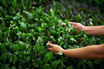 Poster - The greener the better. Cropped shot of an unrecognizable female farmer picking fresh produce in her farm.