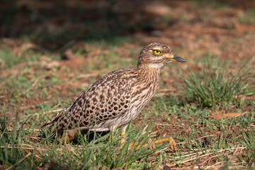 Spotted Thick-knee, Kruger National Park