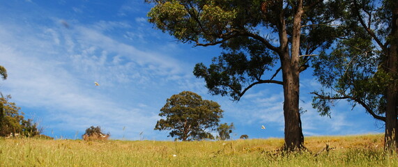 Sticker - trees and sky