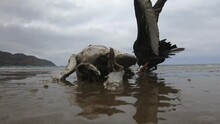Vultures Feeding On Dead Washed Up Turtle In Ecuador