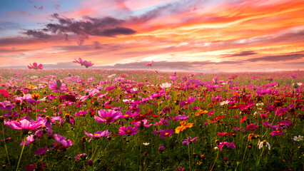 Wall Mural - amazing and beautiful of cosmos flower field landscape in sunset. nature wallpaper background.