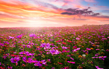 Wall Mural - amazing and beautiful of cosmos flower field landscape in sunset. nature wallpaper background.