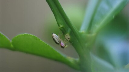 spider in HD videos. recordings of insects in nature.