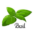 Green basil on a white background. Cartoon design.

