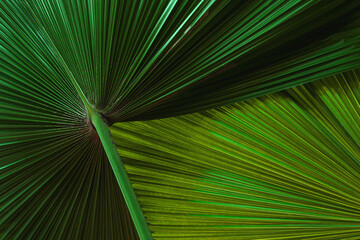 Wall Mural - abstract green leaf texture, nature background, tropical leaf