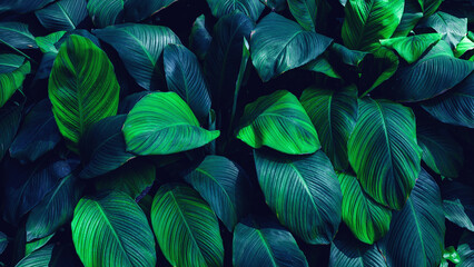 Full Frame of Spathiphyllum cannifolium Pattern Background, Nature Lush Foliage Leaf  Texture.