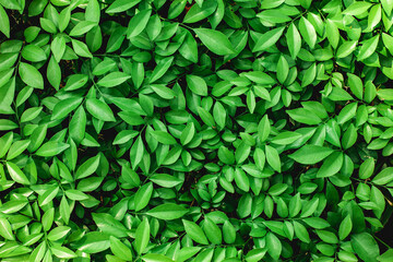 Full Frame of Green Leaves Pattern Background, Nature Lush Foliage Leaf  Texture.