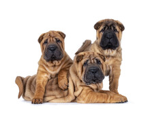 Three Adorable Shar-pei Dog Puppies, Sitting And Laying Over And Beside Each Other. Looking Straight To The Camera. Isolated On A White Background.