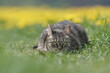 Portrait of a beautiful tabby cat. European cat lurking on the blooming meadow.