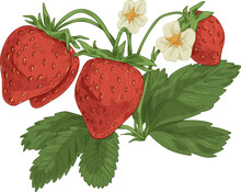 Strawberry Hand Drawn Illustration