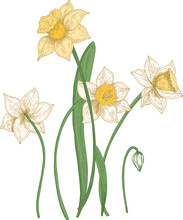 Narcissus Flowers Hand Drawn Illustration