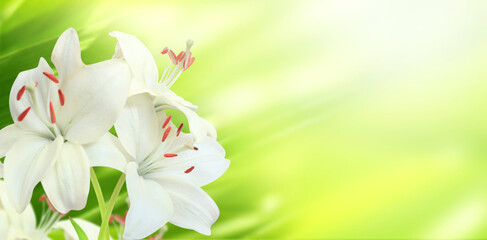 Fotomurales - Lily on sunny beautiful nature spring background. Summer scene with Lilium flowers of white color