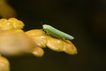 Sticker - green insect Empoasca vitis on a yellow leaf