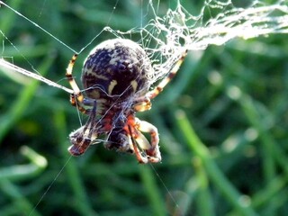 spider shooting a web