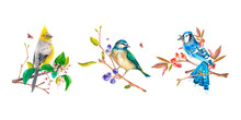 Birds Painted In Watercolor On A White Background. Blue Jay, Tit. Birds On The Branches. Watercolor Illustration. Suitable For Design, Textiles, Postcards, Wedding Invitations, Packaging, Printing