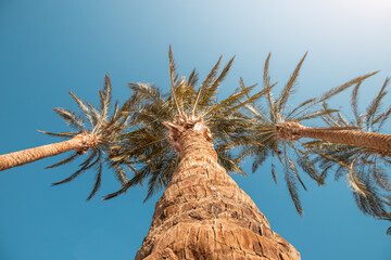 Wall Mural - palm trees on a tropical island as a symbol of vacation and resort